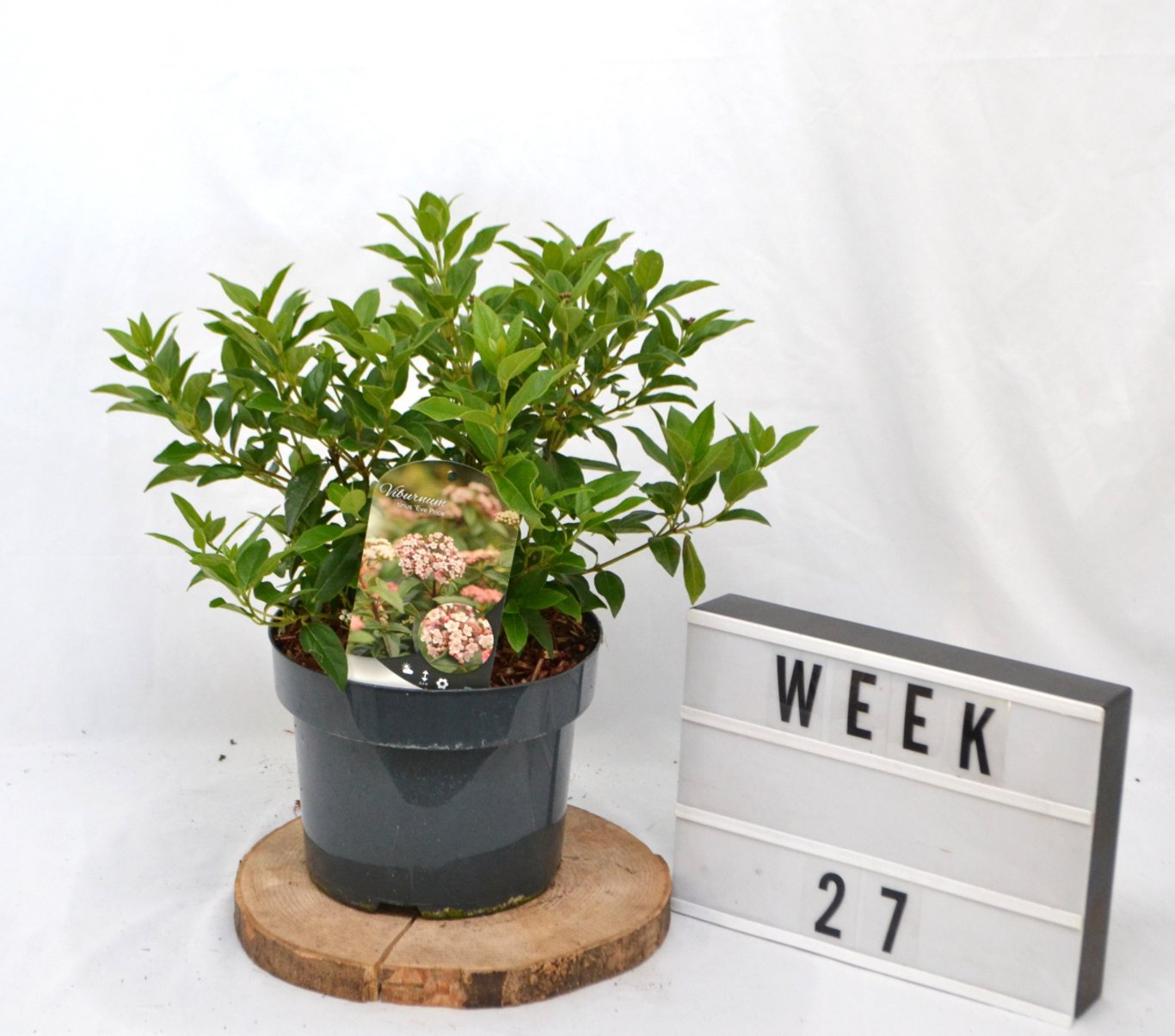 Viburnum tin. 'Eve Price' - C5 40-50 CM